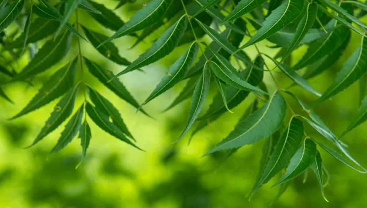 Neem Remedy to Stop Money Drain & Bring Prosperity